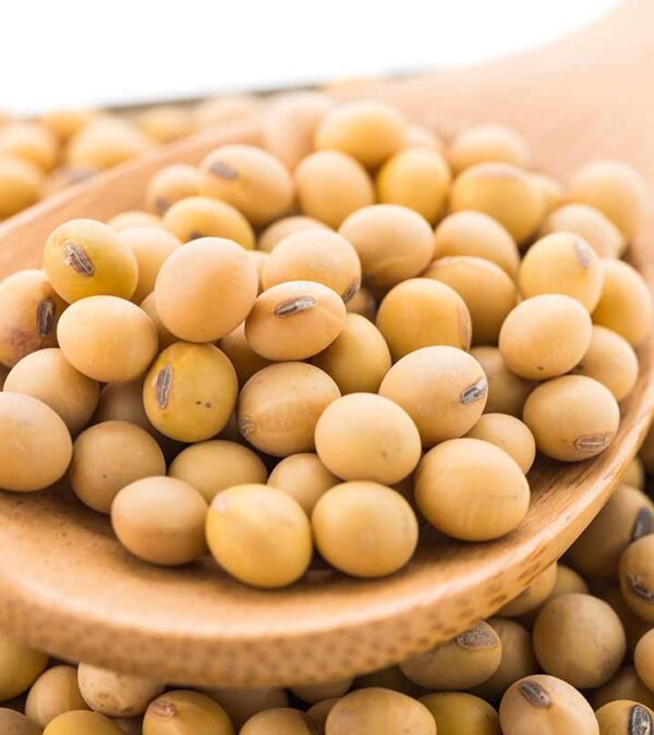 Soybean