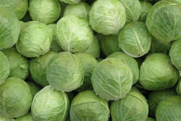 CABBAGE