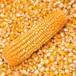 Yellow corn (Maize)
